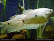 Opaline Gourami 